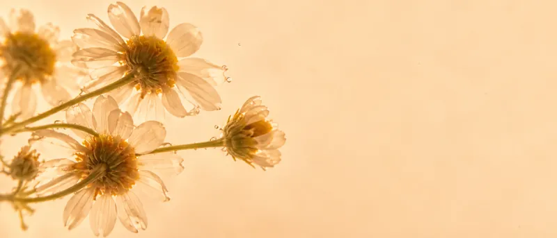 Chamomile flowers in water on the left of a pale background.
