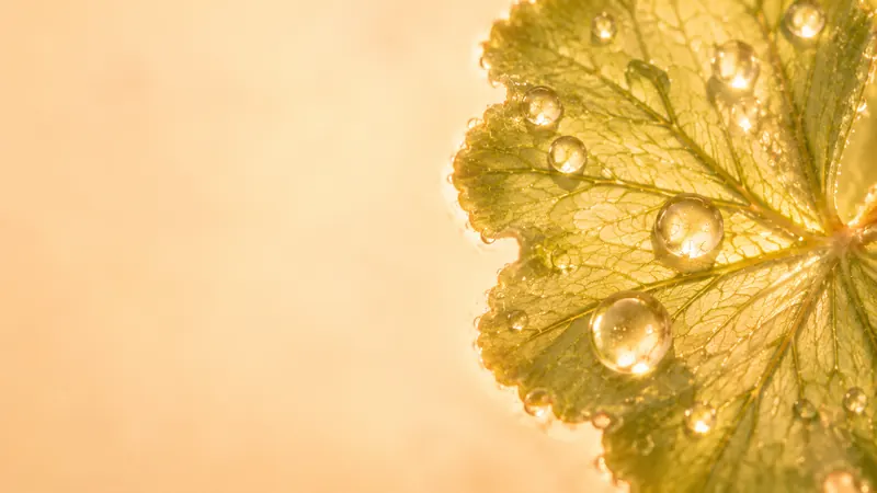 A soft green leaf holding clear water droplets in warm light.