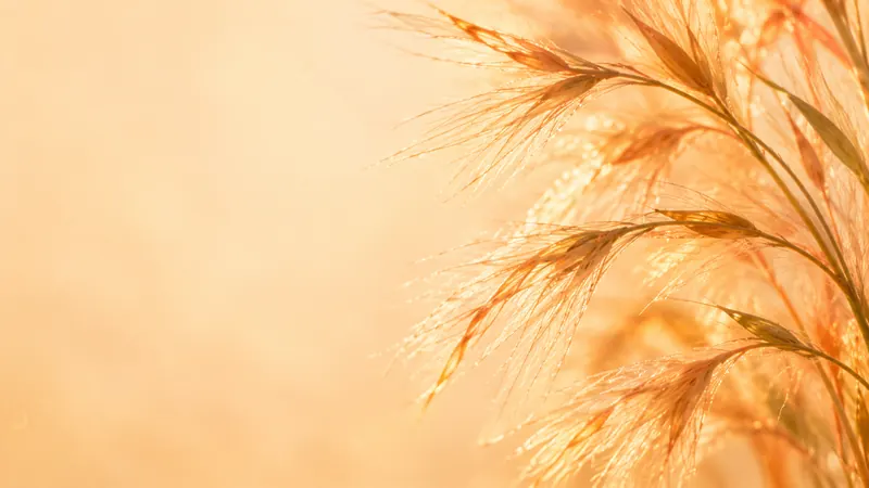 Fine feathery grass seed heads glowing in warm light.